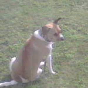 Meet your Posher, Boeboe